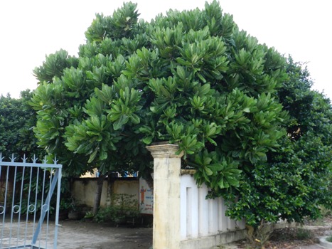 Ảnh:[-]Bàng[-]vuông[-]100[-]tuổi[-]nở[-]muộn[-]trên[-]đảo[-]Lý[-]Sơn